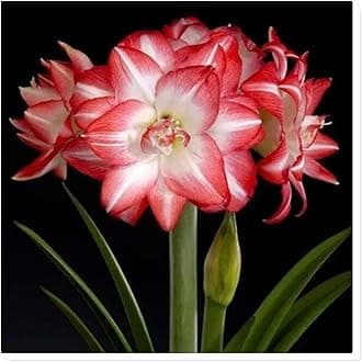 Amaryllis for Planting Now UK Perennial Good for Containers Excellent Display Plant Bulbs Ornamental Greening Flower Natural Organic Easy Plant Perennial -5bulbs-A