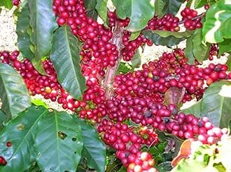 Rare Coffee Bean Spice Fruit Seed"Robusta" Exotic 25 Tree seeds for Growing