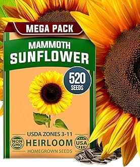 HOME GROWN Sunflower Seeds to Plant | 520+ Giant Mammoth Sunflower Seeds for Planting Bulk Packet | Heirloom, High Germination, Easy to Grow Jumbo Sun Flower for Home Garden(Helianthus annuus)