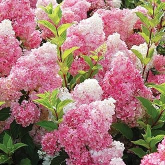 50+Vanilla Strawberry Hydrangea Geranium Flower Seed for Planting Outdoor Garden Home Attracts Bees Butterflies