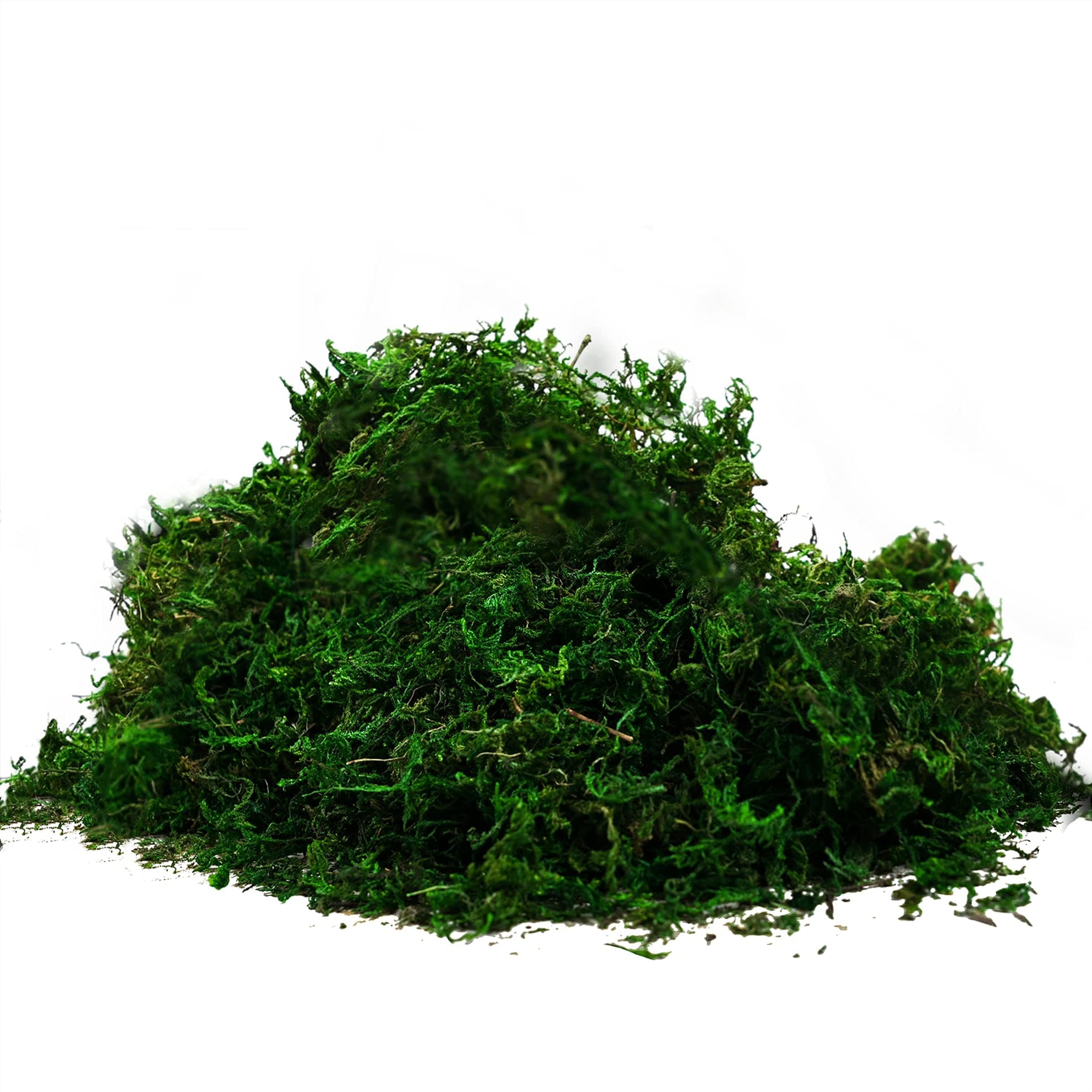 92926 Preserved Forest Moss, Fresh Green (2OZ)