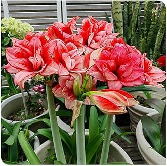 Amarylli Planting Pots to Grow to Grow Surprise Fall or Spring Indoor or Outdoor Professional-3bulbs-c