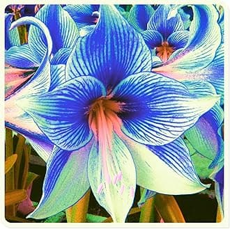 Amarylli Planting Pots to Grow to Grow Surprise Fall or Spring Indoor or Outdoor Professional-1 Bulb-e