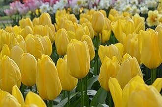 Flower Bulbs Tulip Imported Flower Bulbs For Gardening (Yellow, Pack of 6 Bulbs)