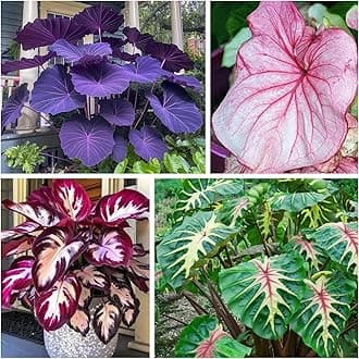 Large-Leaf Elephant Ear, Garden Decorative Planting-a-2 Bulbs