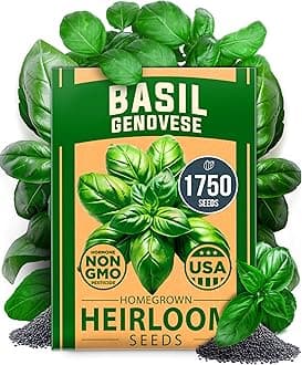 HOME GROWN Non GMO Genovese Basil Seeds Pack 1,750+ High Germination Heirloom Seeds (Ocimum basilicum) Herb Seeds for Planting Indoor & Outdoor Gardening, for Culinary Use