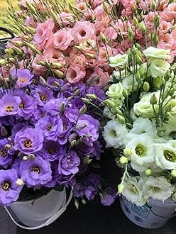 Lisianthus Flower Seeds for Home and Gardening Pack of 40 to 50 seeds (MIXEDCOLOR)