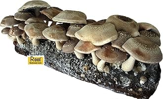 Root Mushroom Farm-Shiitake Grow Kit