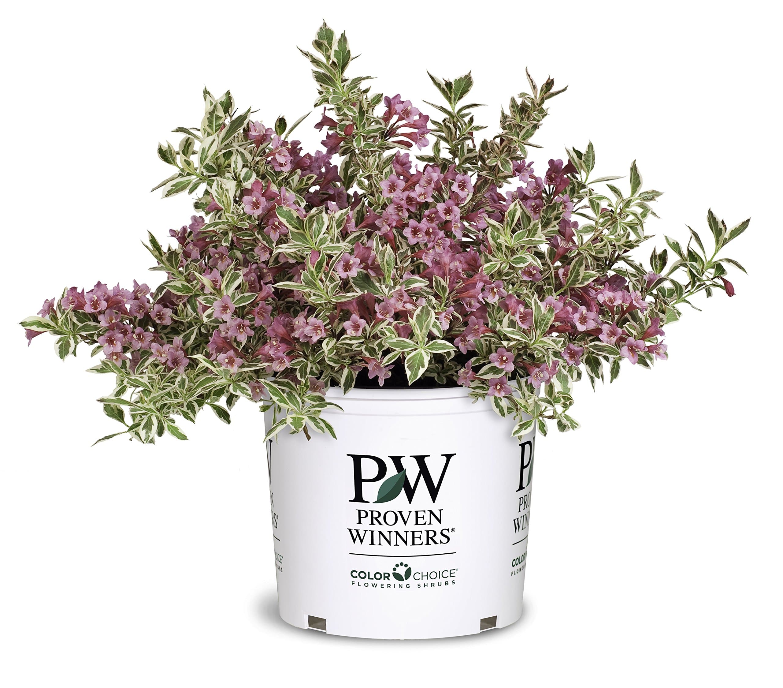 Weigela My Monet G2 PW