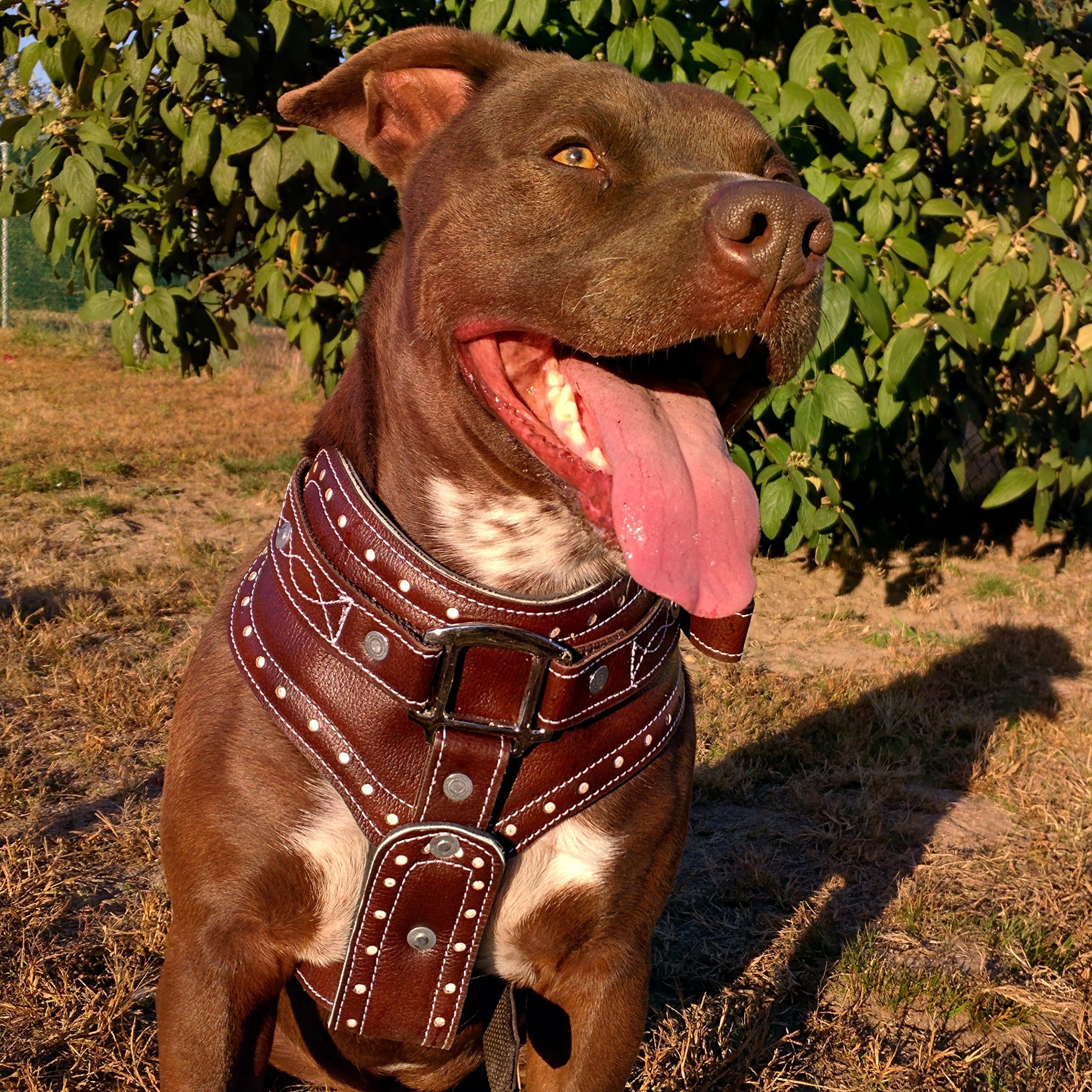 Decorative Leather Show Dog Harness- Best No Pull Harness Size Large, Medium Adjustable Walking Collar- 100% Leather