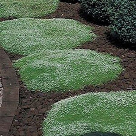 Green Leaf (Rockery grass) Irish Moss - 2000 Seeds
