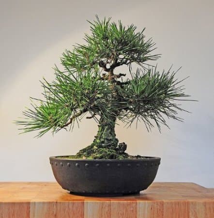 Bonsai Tree Growing Kit